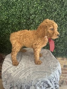 F1B Standard Male Goldendoodle Puppy “Rooty” 55-65 lbs 10