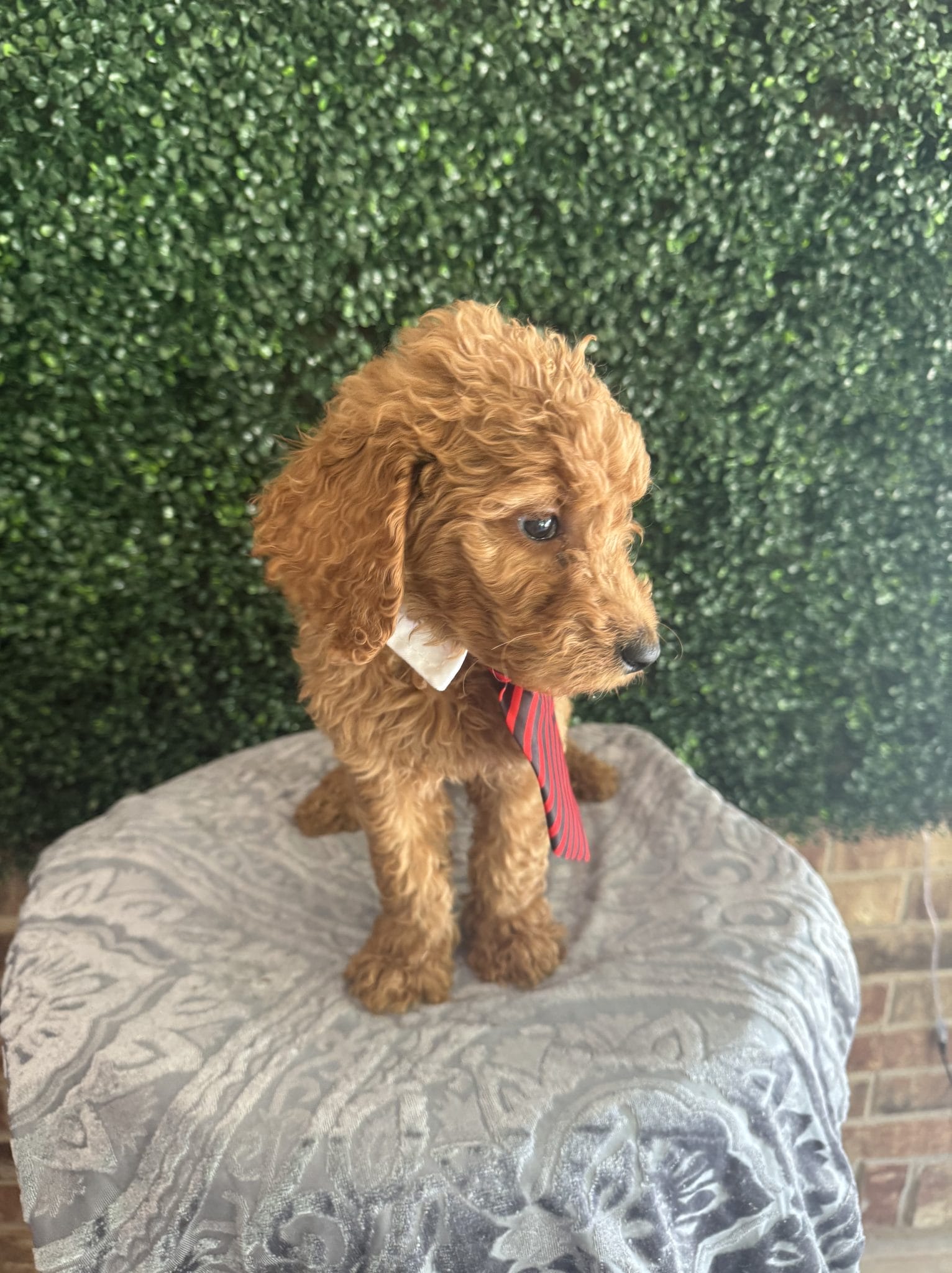 F1B Standard Male Goldendoodle Puppy “Rooty” 55-65 lbs 11