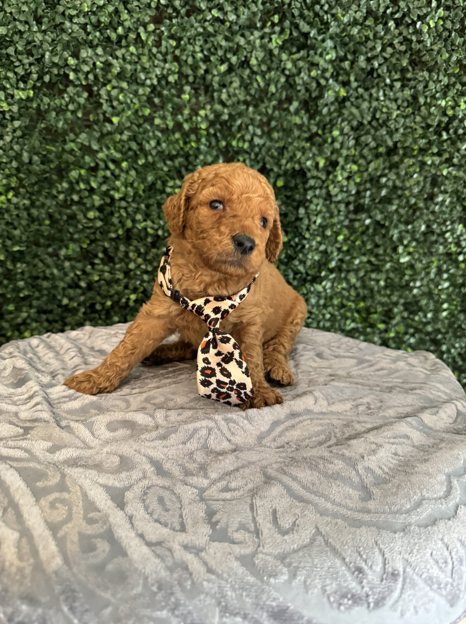 F1B Standard Male Goldendoodle Puppy “Rooty” 55-65 lbs 3