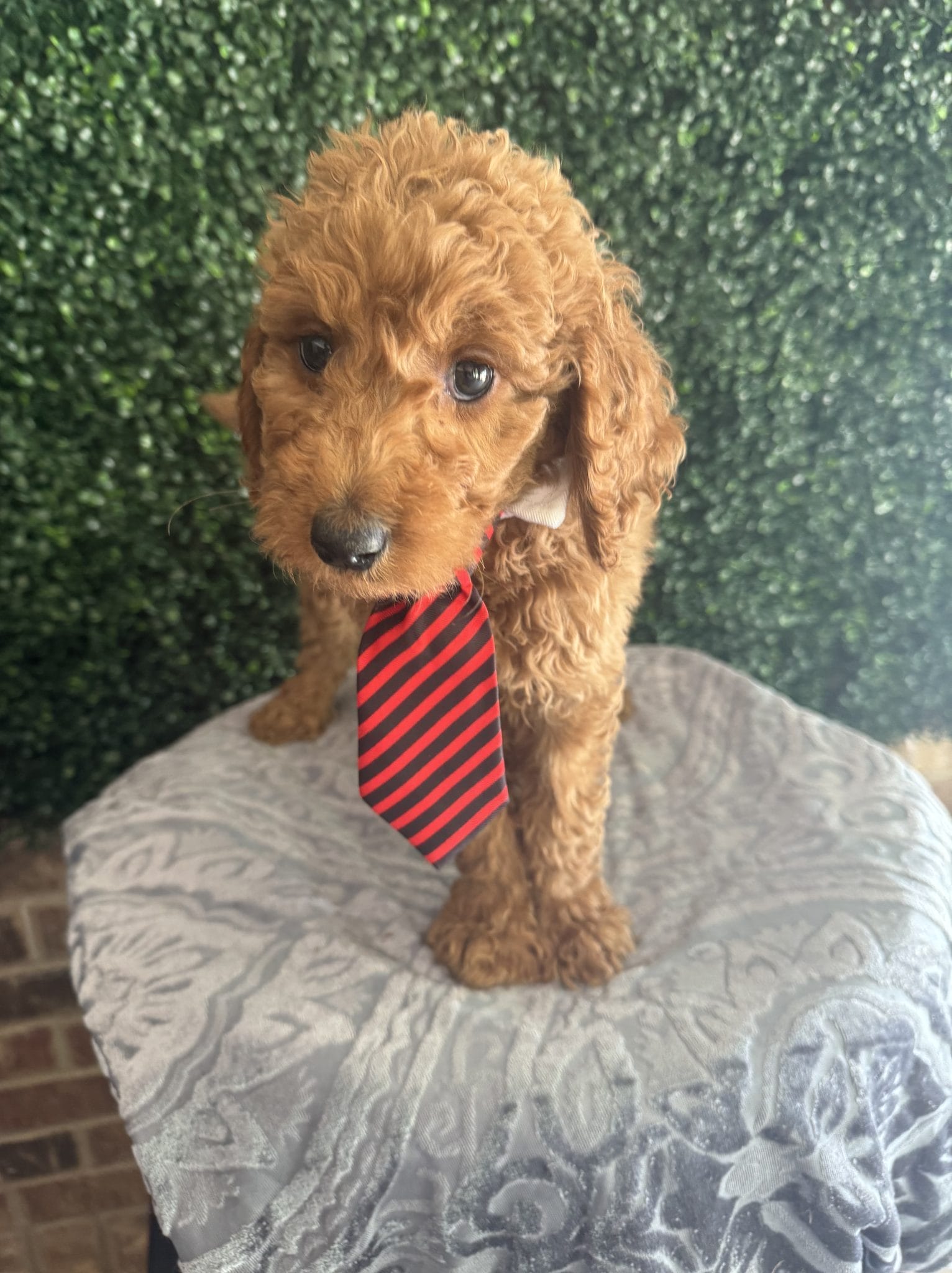 F1B Standard Male Goldendoodle Puppy “Rooty” 55-65 lbs 7