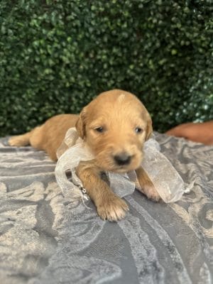 Female F1B Standard Goldendoodle Pups “Indy” - Ready 8/18 1