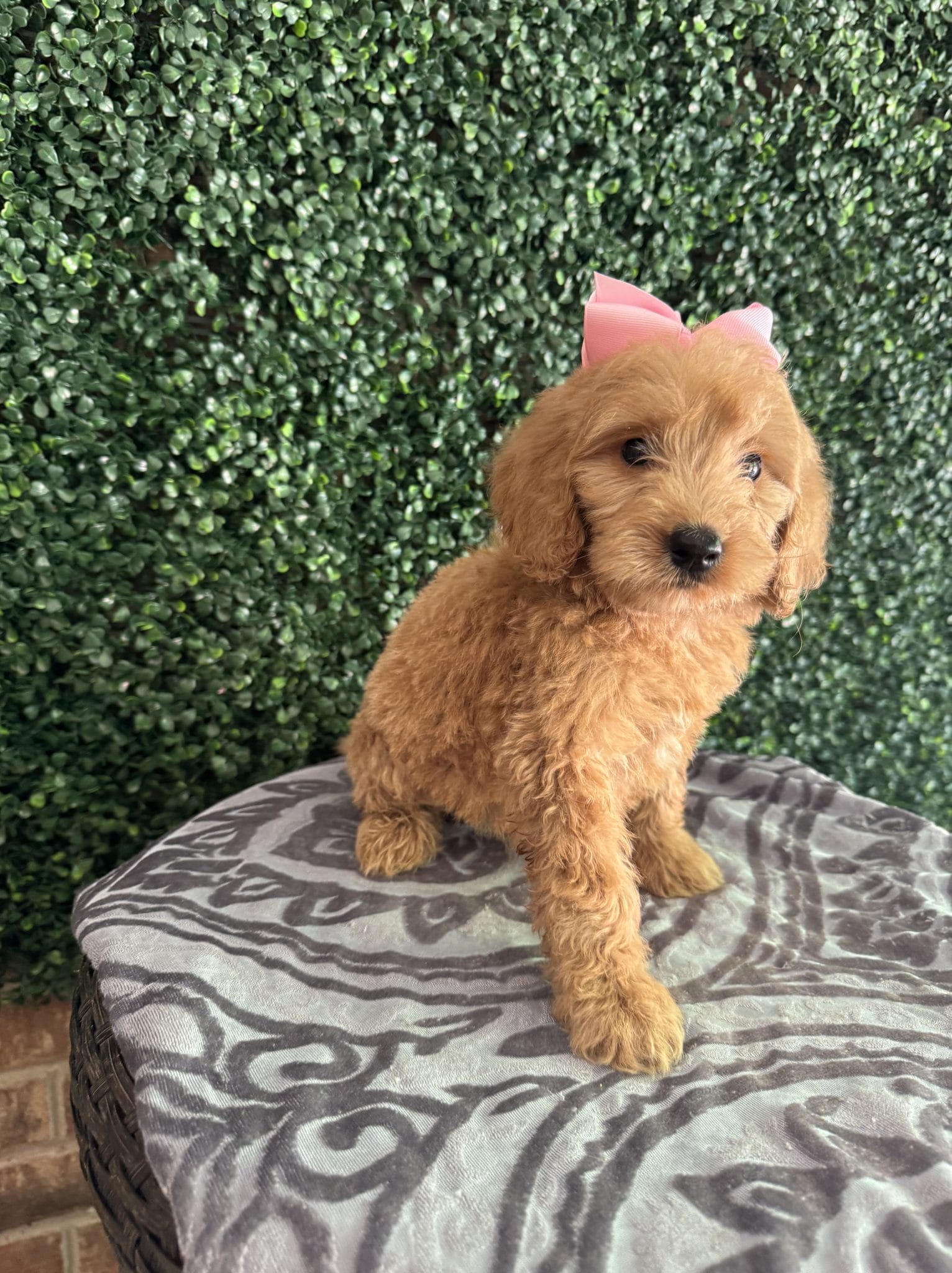 F1 Standard Goldendoodle Female Puppy “Blanche” 55-65 lbs 1