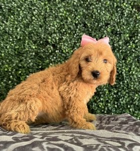 F1 Standard Goldendoodle Female Puppy “Blanche” 55-65 lbs 2