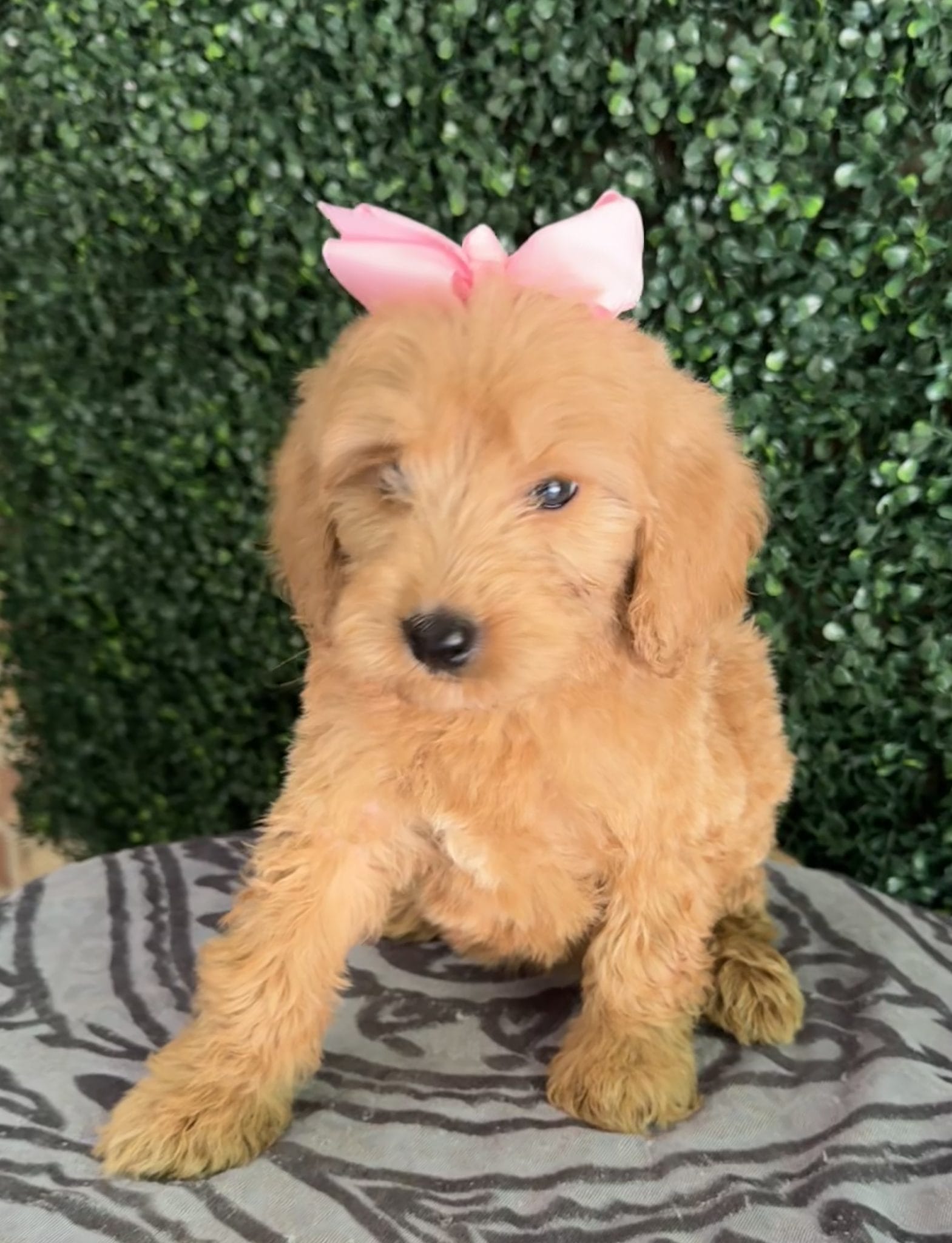 F1 Standard Goldendoodle Female Puppy “Blanche” 55-65 lbs 4