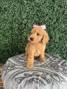 F1 Standard Goldendoodle Female Puppy “Blanche” 55-65 lbs 6