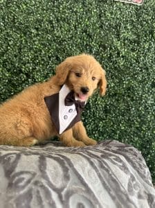 F1 Standard Goldendoodle Male Puppy “Challenger” 55-65 lbs 1