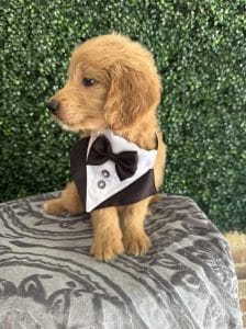 F1 Standard Goldendoodle Male Puppy “Challenger” 55-65 lbs 2