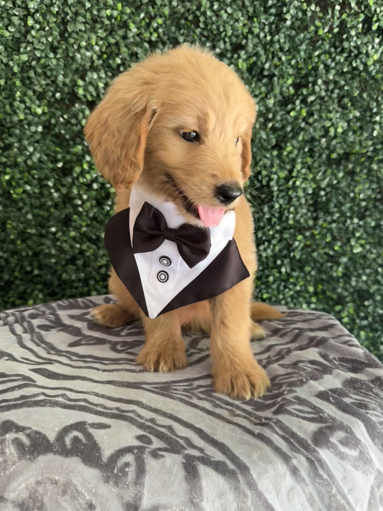 F1 Standard Goldendoodle Male Puppy “Challenger” 55-65 lbs 3