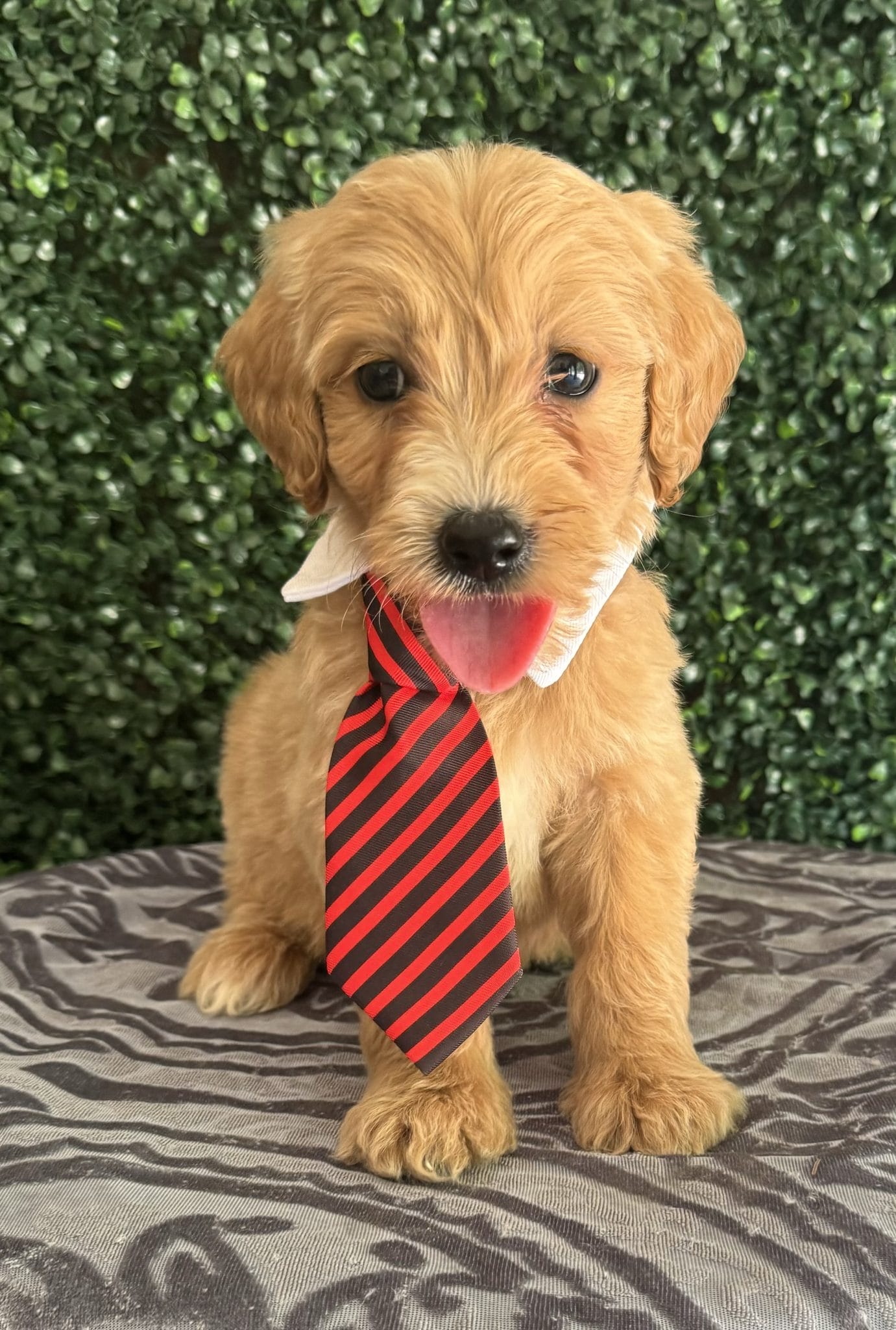 F1 Standard Goldendoodle Puppy “Jack Blue” 55-65 lbs Male 1