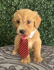 F1 Standard Goldendoodle Puppy “Jack Blue” 55-65 lbs Male 5