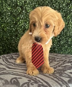 F1 Standard Goldendoodle Puppy “Jack Blue” 55-65 lbs Male 2