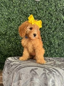 F1B Micro Goldendoodle Female Puppy “Ladybird Johnson” 15-25 lbs 4