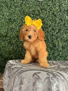 F1B Micro Goldendoodle Female Puppy “Ladybird Johnson” 15-25 lbs 1