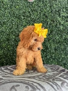 F1B Micro Goldendoodle Female Puppy “Ladybird Johnson” 15-25 lbs 5