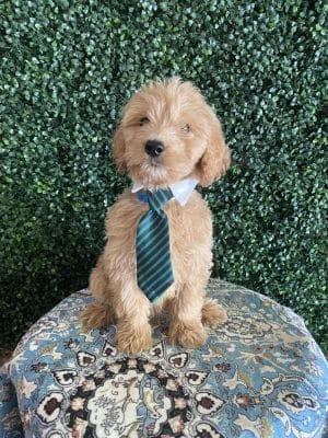 F1 Standard Goldendoodle Male Puppy “Mercury” 55-65 lbs