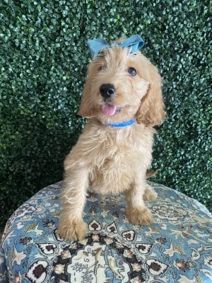 F1 Standard Goldendoodle Female Puppy “Rosetta” 55-65 lbs