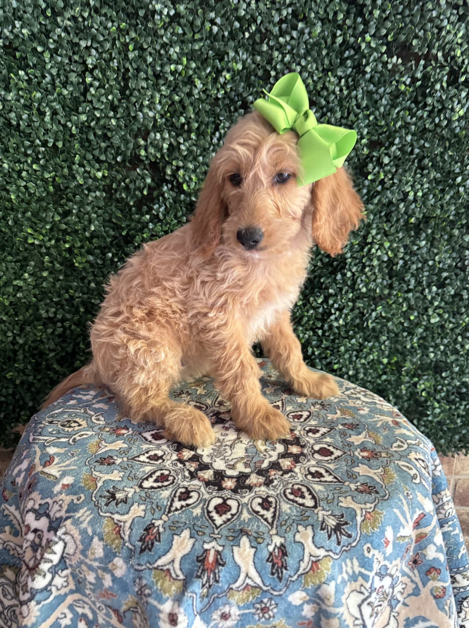 F1 Mini Goldendoodle Female Puppy Justine 25-35 lbs 5