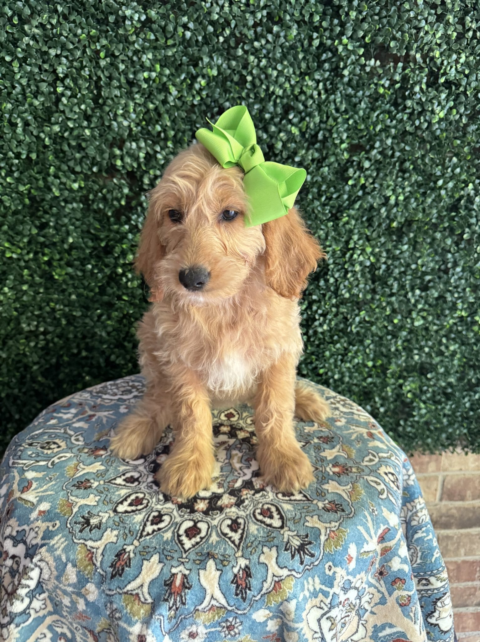 F1 Mini Goldendoodle Female Puppy Justine 25-35 lbs 1