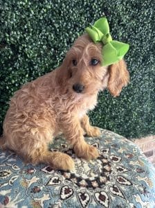 F1 Mini Goldendoodle Female Puppy Justine 25-35 lbs 3