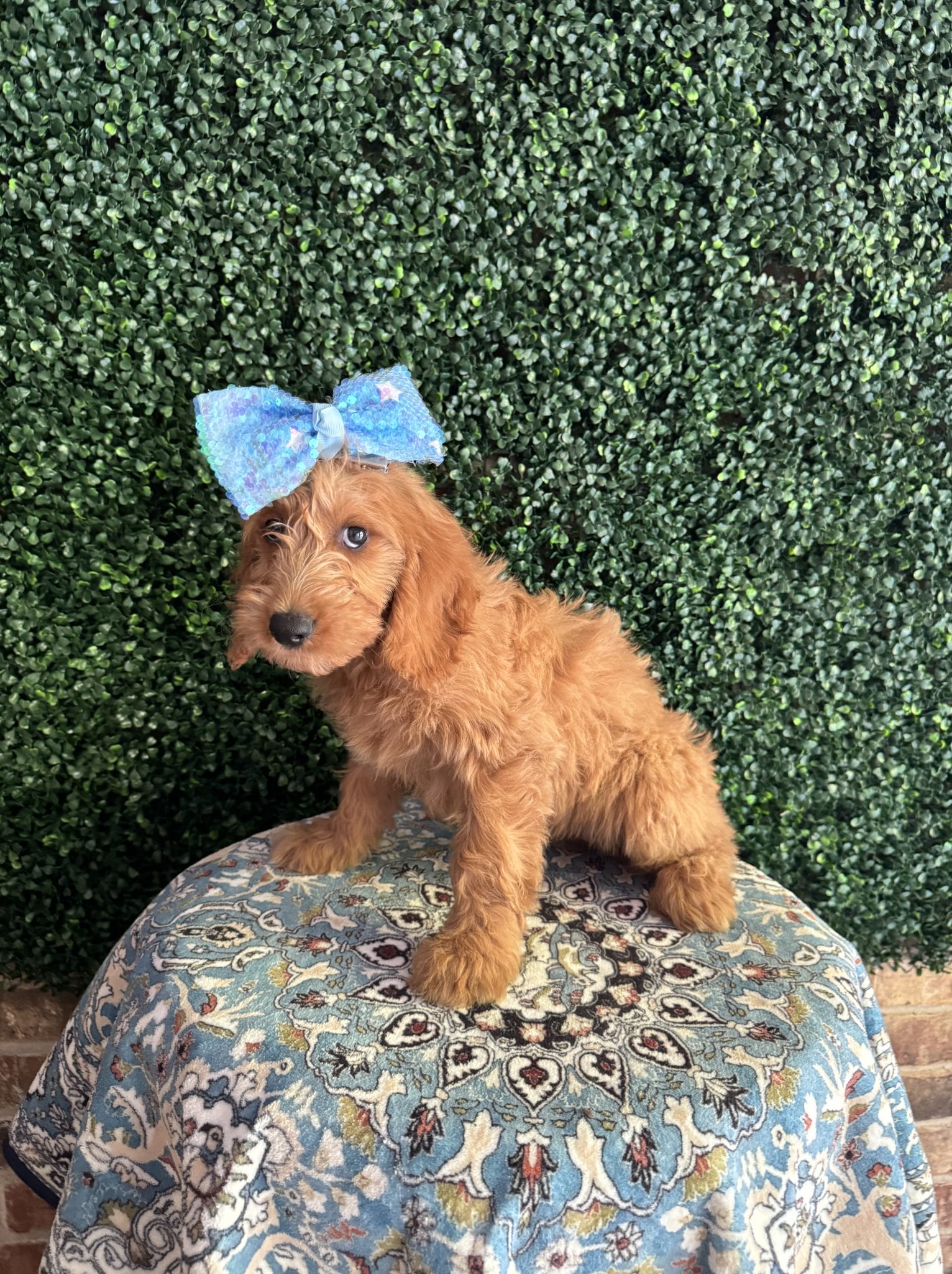 F1 Mini Goldendoodle Female Puppy Mermaid 25-35 lbs 7