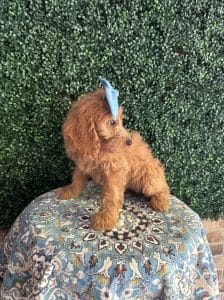 F1 Mini Goldendoodle Female Puppy Mermaid 25-35 lbs 8