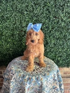 F1 Mini Goldendoodle Female Puppy “Mermaid” 25-35 lbs 1