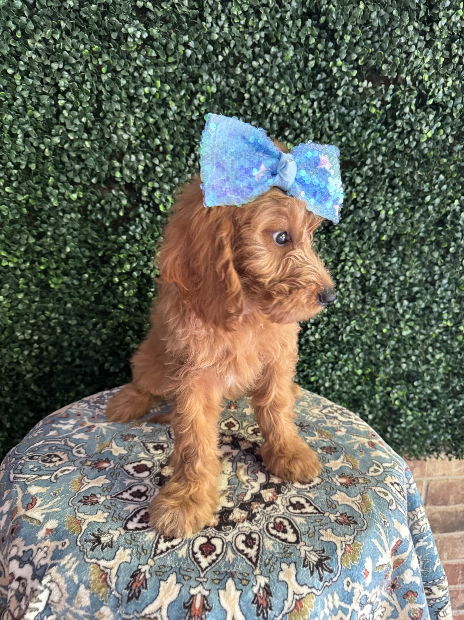 F1 Mini Goldendoodle Female Puppy Mermaid 25-35 lbs 5