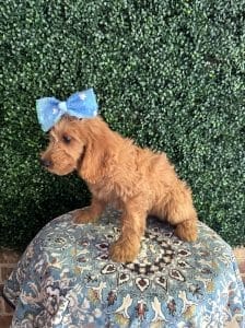 F1 Mini Goldendoodle Female Puppy Mermaid 25-35 lbs 6