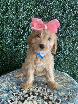 F1 Standard Goldendoodle Female Puppy “Maddi” 55-65 lbs