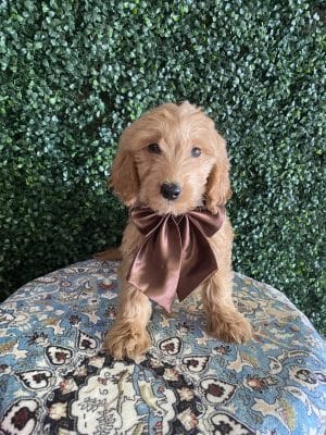 F1 Standard Goldendoodle Male Puppy “Boogie” 55-65 lbs