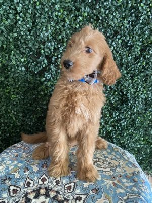 F1 Standard Goldendoodle Male Puppy “Theo” 55-65 lbs