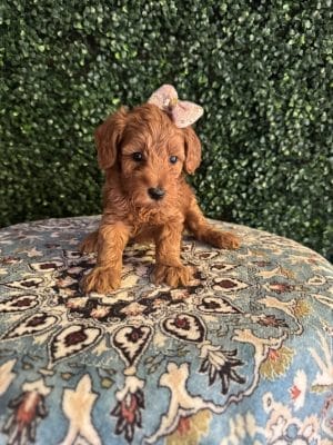 F1B Micro Goldendoodle Female Puppy 1