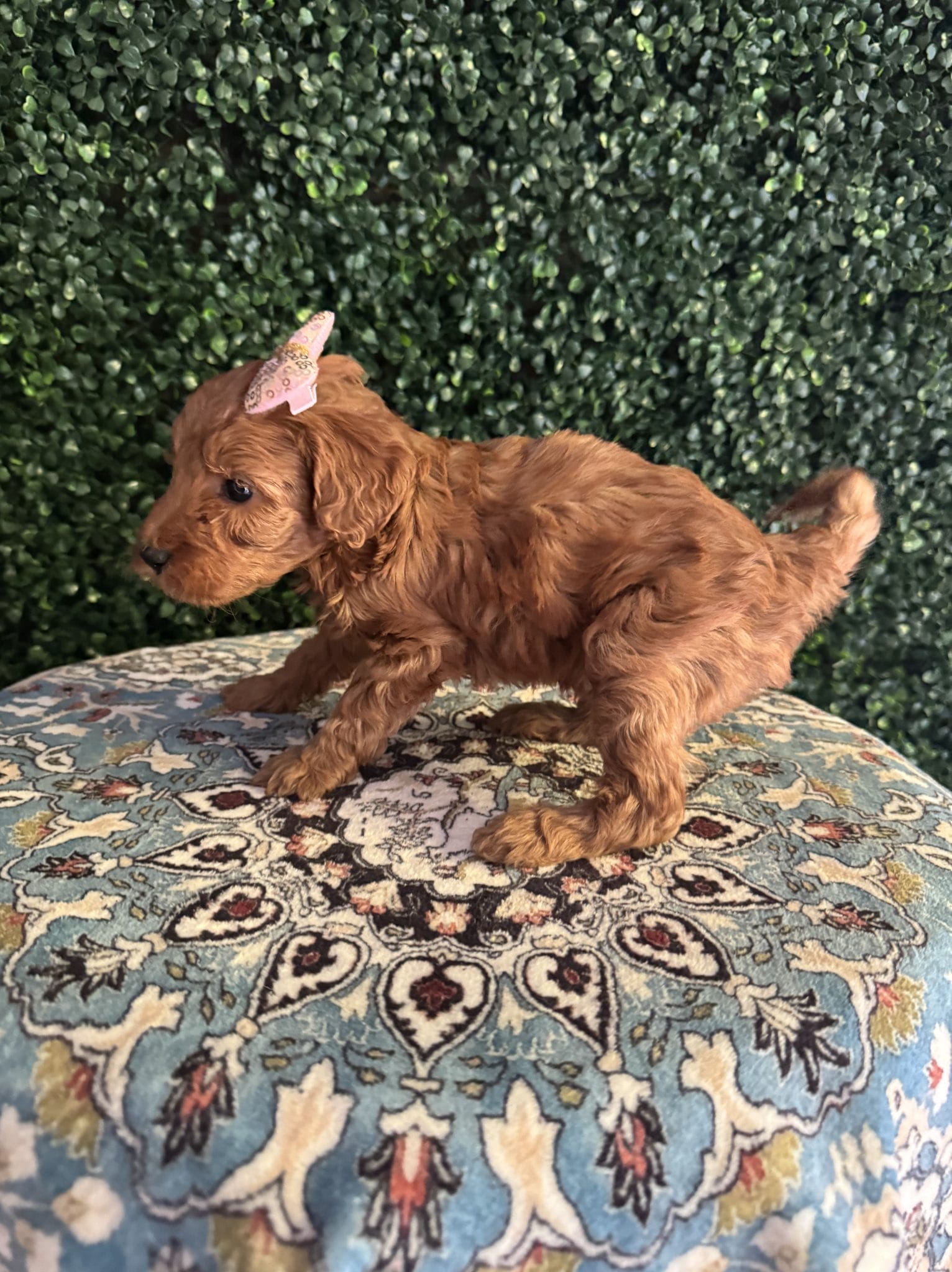 F1B Micro Goldendoodle Female Puppy 2