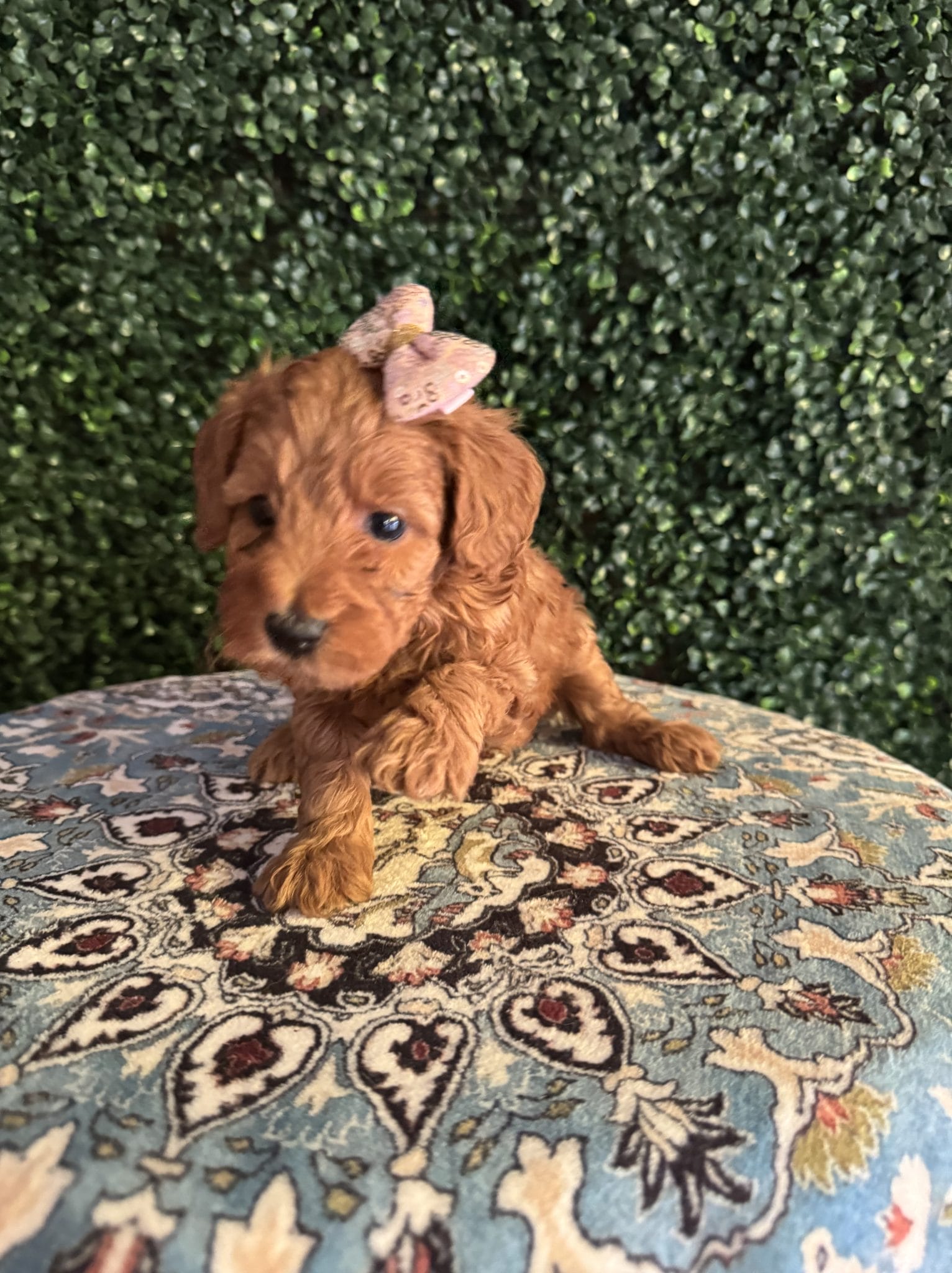 F1B Micro Goldendoodle Female Puppy 3