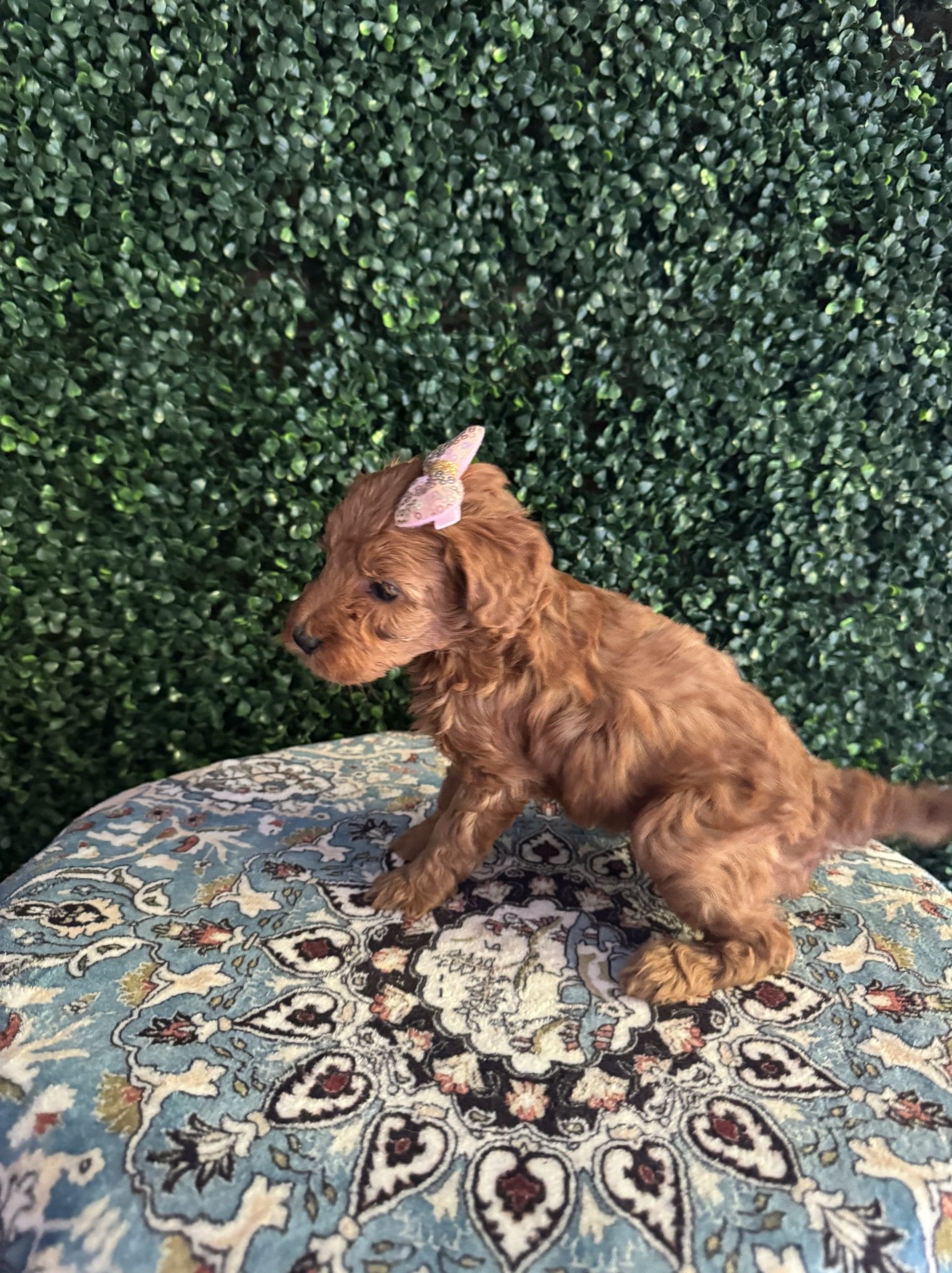 F1B Micro Goldendoodle Female Puppy 4