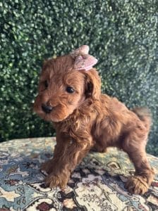 F1B Micro Goldendoodle Female Puppy 5