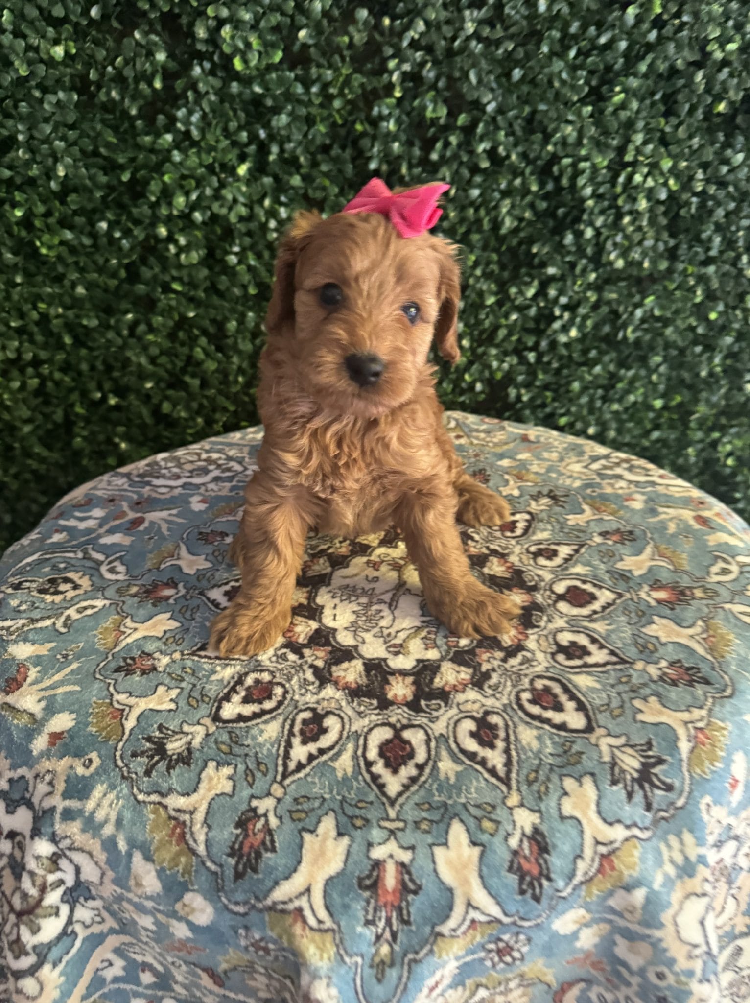 F1B Micro Goldendoodle Female Puppy “D-Nice” 15-25 lbs 2