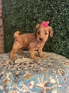 F1B Micro Goldendoodle Female Puppy “D-Nice” 15-25 lbs 1