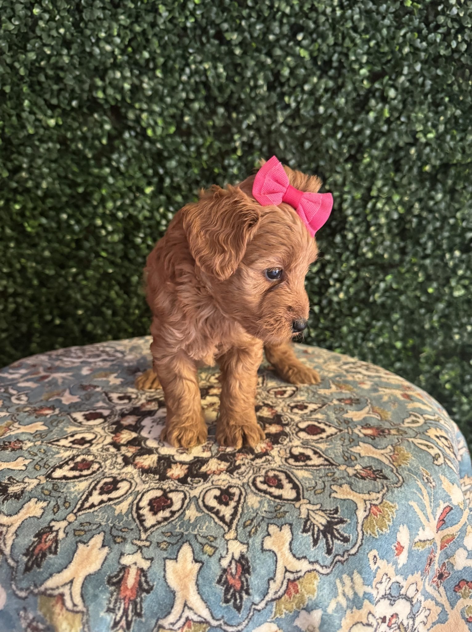 F1B Micro Goldendoodle Female Puppy “D-Nice” 15-25 lbs 4