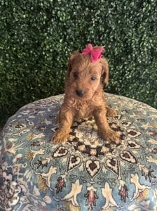 F1B Micro Goldendoodle Female Puppy “D-Nice” 15-25 lbs 6