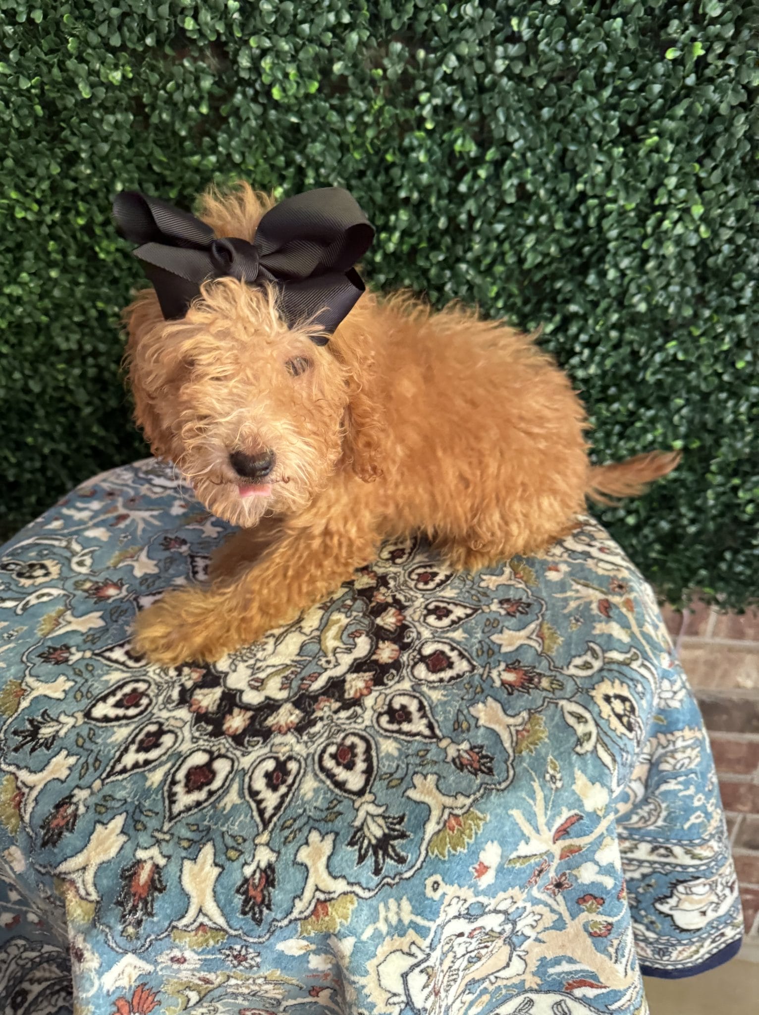 F1B Micro Goldendoodle Female Puppy Jackie Kennedy 1