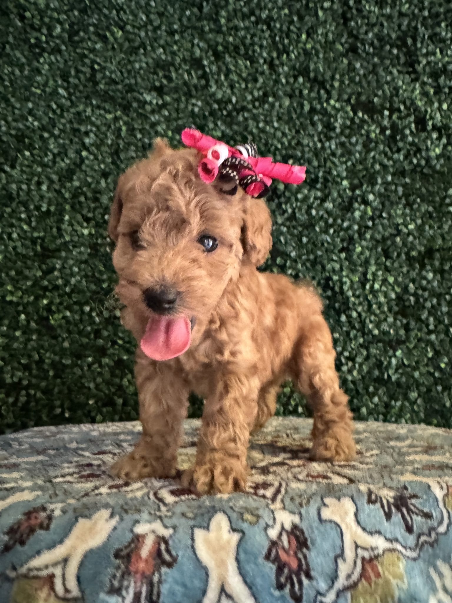 F1B Micro Goldendoodle Female Puppy “Juicy” 15-25 lbs 1