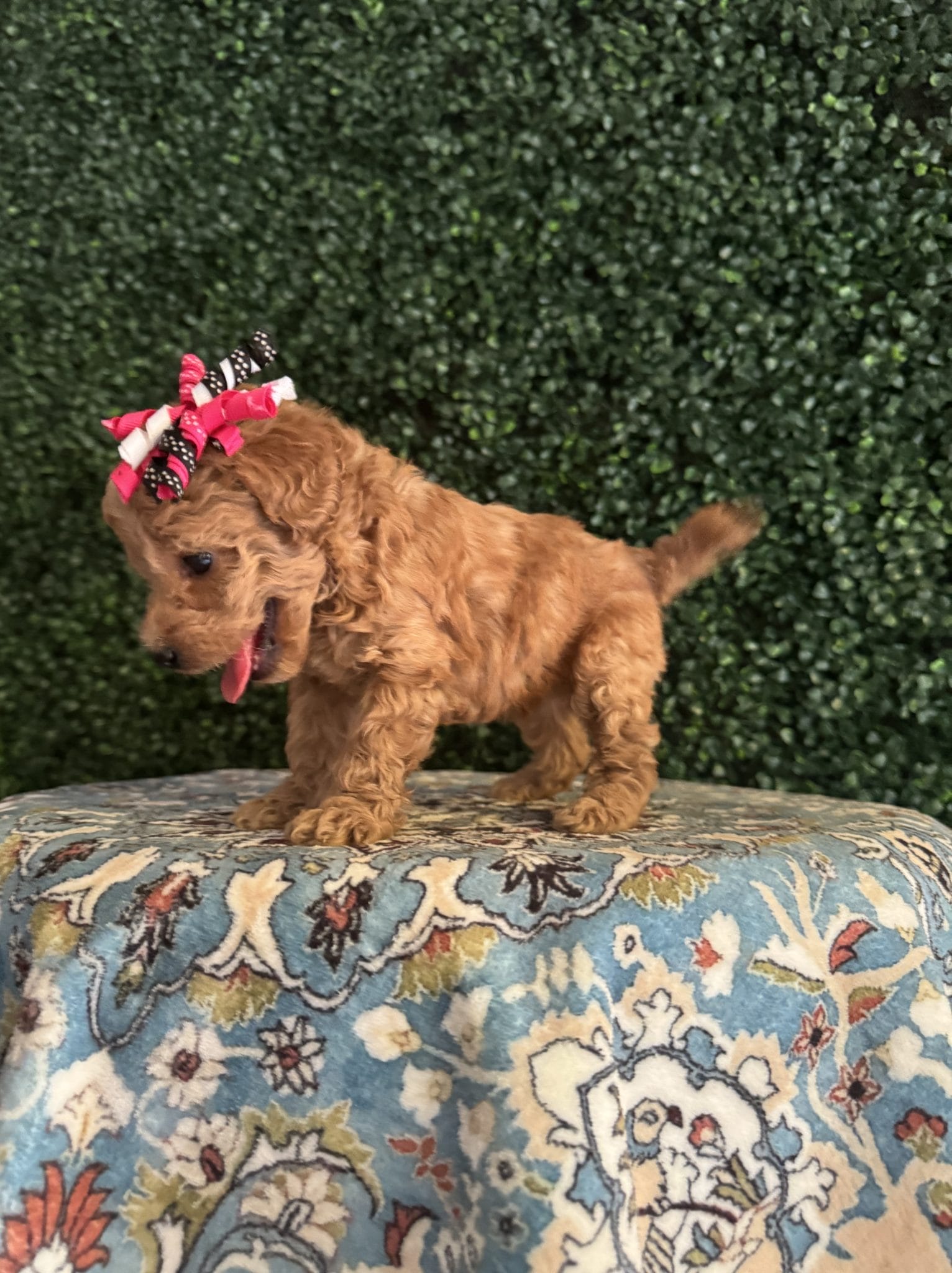 F1B Micro Goldendoodle Female Puppy “Juicy” 15-25 lbs 2