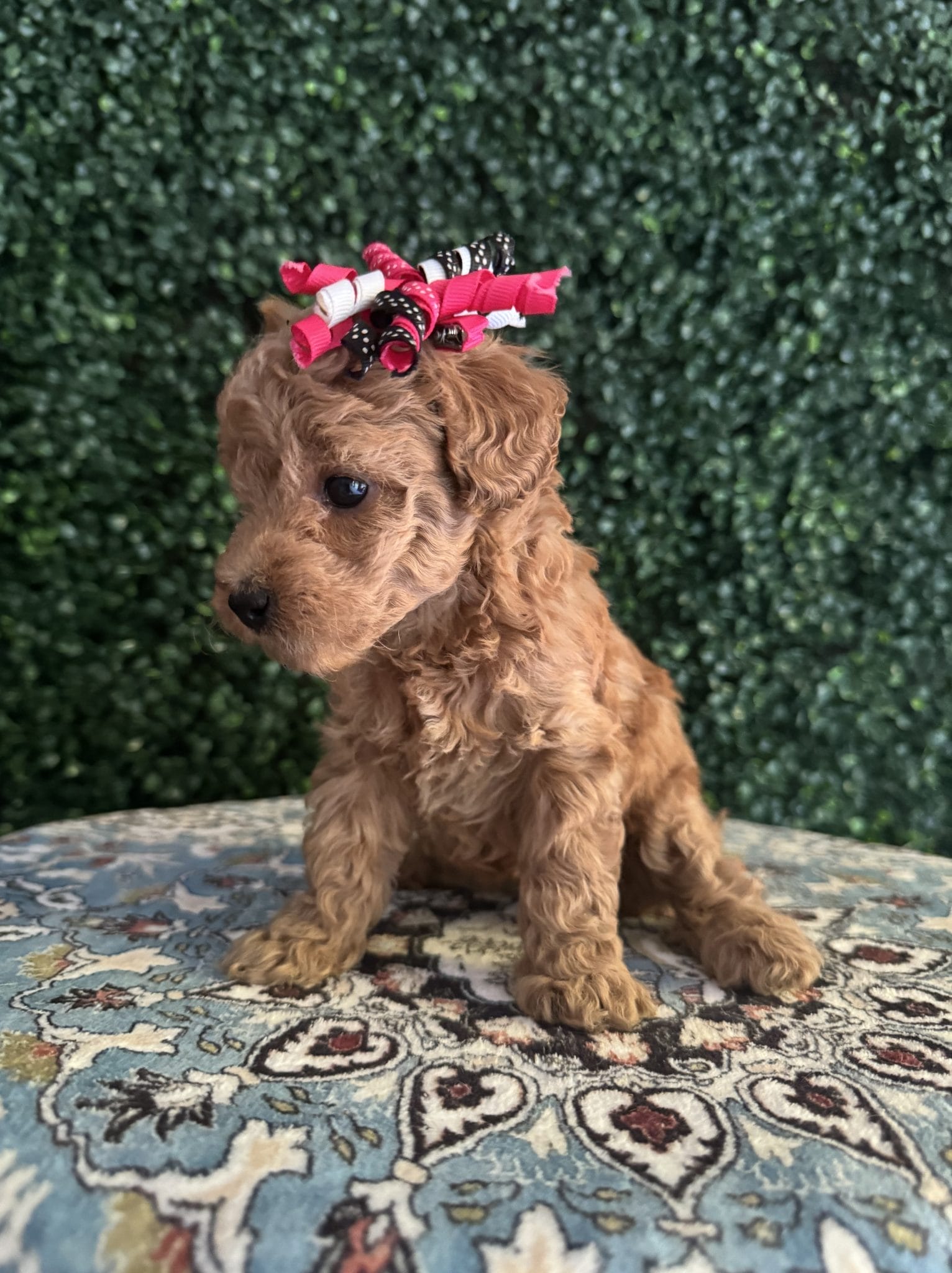 F1B Micro Goldendoodle Female Puppy “Juicy” 15-25 lbs 3