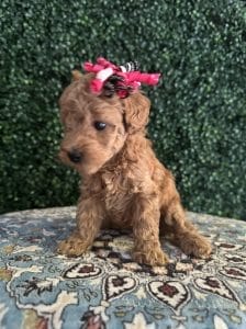 F1B Micro Goldendoodle Female Puppy “Juicy” 15-25 lbs 4