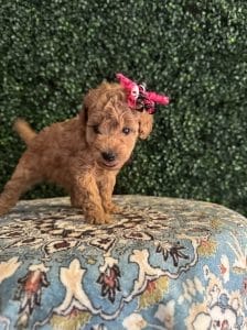 F1B Micro Goldendoodle Female Puppy “Juicy” 15-25 lbs 5