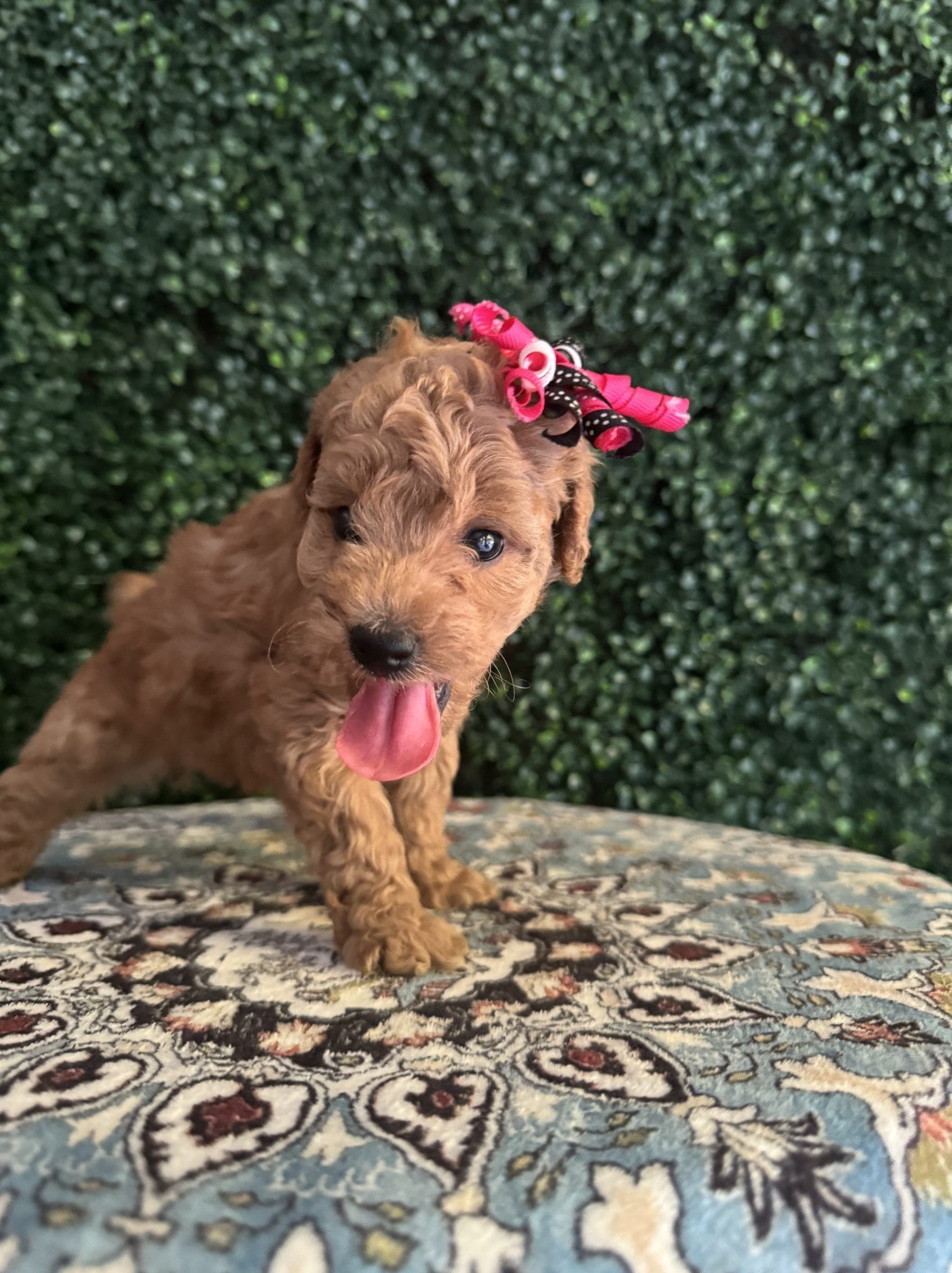 F1B Micro Goldendoodle Female Puppy “Juicy” 15-25 lbs 6