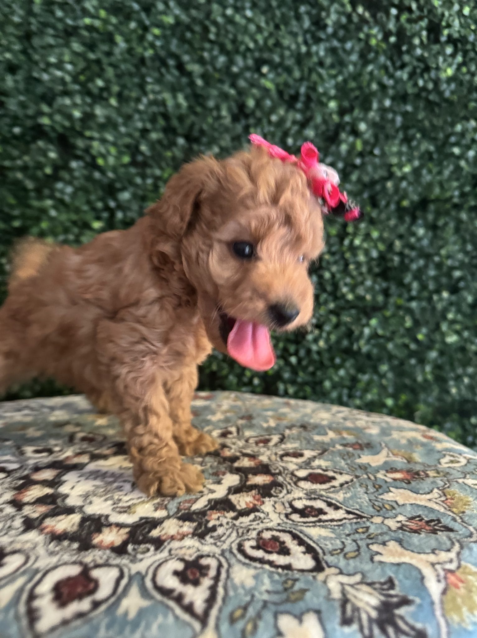 F1B Micro Goldendoodle Female Puppy “Juicy” 15-25 lbs 7