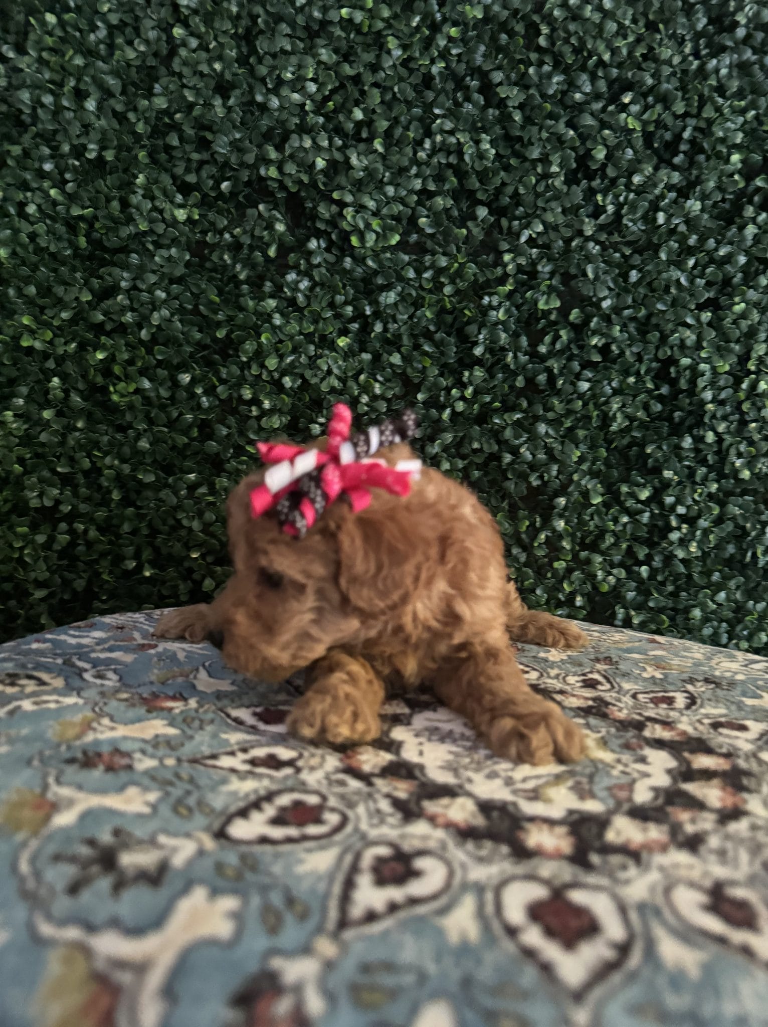 F1B Micro Goldendoodle Female Puppy “Juicy” 15-25 lbs 8