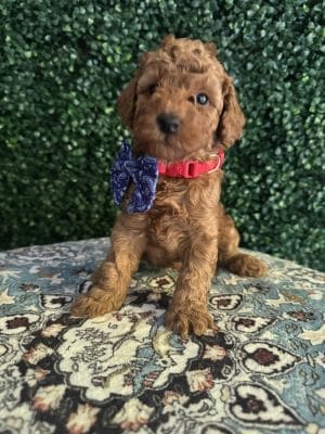 F1B Micro Goldendoodle Male Puppy “A-A-Ron” 15-25 lbs 1